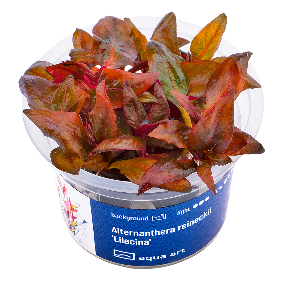 Biljka Alternanthera reineckii 'Lilacina' in vitro
